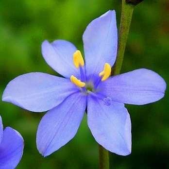 5 Aristea angolensis Seeds - South African Indigenous Perennial Bulb - Flat Ship Rate