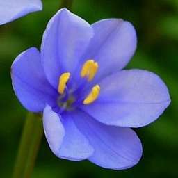 5 Aristea angolensis Seeds - South African Indigenous Perennial Bulb - Flat Ship Rate