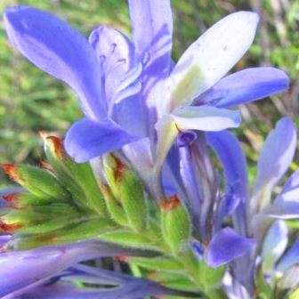 5 Babiana mucronata Seeds - South African Indigenous Perennial Bulb - Worldwide Shipping!