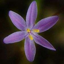 Bobartia lilacina Seeds - Indigenous South African Perennial Bulb Seeds - Worldwide Shipping