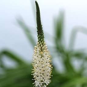 10 Bulbinella elata Seeds - South African Indigenous Perennial Bulb - Insured Flat Ship Rate