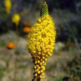 Bulbinella elegans - Indigenous Evergreen South African Native Perennial Bulb - Flat Ship Rate