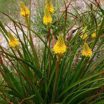 10 Bulbinella punctulata Seeds - Indigenous South African Native Perennial Bulb - Flat Ship Rate