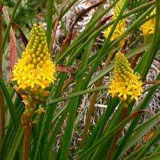 Bulbinella punctulata Seeds - Indigenous South African Native Perennial Bulb - Flat Ship Rate