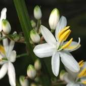 Chlorophytum krookianum Seeds - Indigenous South African Native Perennial Bulb Seeds from Africa