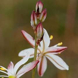 Chlorophytum undulatum Seeds - Indigenous South African Native Perennial Bulb Seeds from Africa