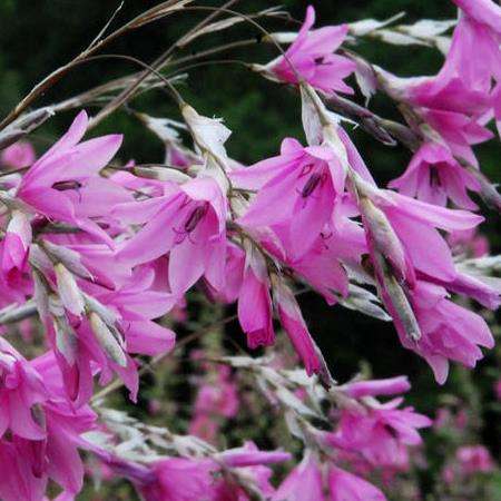 Dierama dissimile Seeds - Indigenous South African Native Perennial Bulb Seeds from Africa