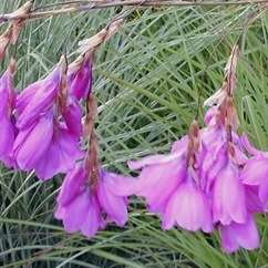 10 Dierama insigne Seeds - Indigenous South African Native Perennial Bulb Seeds from Africa