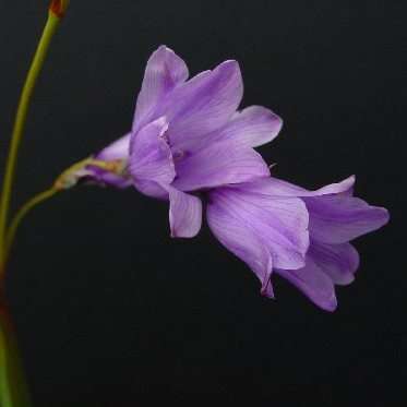 Dierama medium Seeds - Indigenous South African Native Perennial Bulb Seeds from Africa