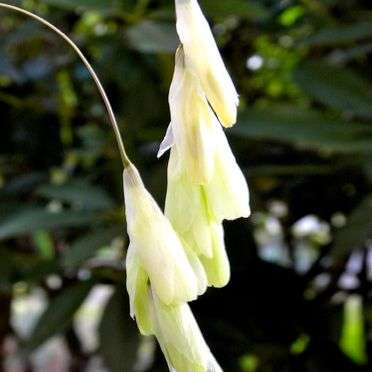 10 Dierama pallidum Seeds - Indigenous South African Native Perennial Bulb Seeds from Africa