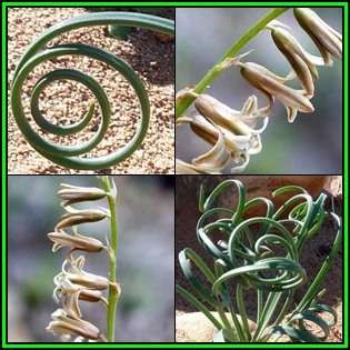 Dipcadi brevifolium Seeds - Indigenous South African Native Perennial Bulb Seeds from Africa