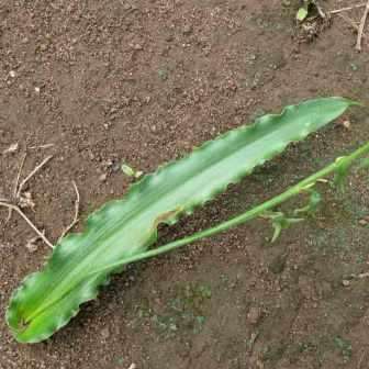 4 Dipcadi platyphyllum Seeds - Indigenous South African Native Perennial Bulb Seeds from Africa