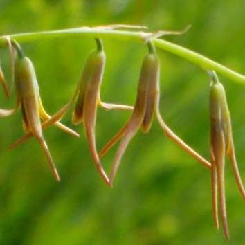 5 Dipcadi viride Seeds - Indigenous South African Native Perennial Bulb Seeds from Africa