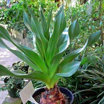 5 Drimia macrocentra Seeds - Indigenous South African Native Perennial Bulb Seeds from Africa