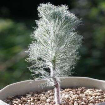 Eriospermum paradoxum - Indigenous South African Endemic Perennial Bulb Seeds from Africa