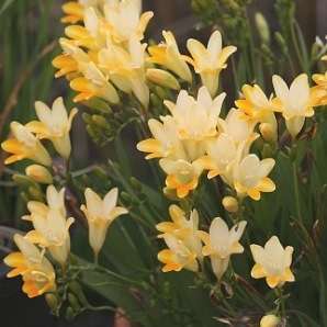 10 Freesia caryophyllacea Seeds - Indigenous South African Native Perennial Bulb - Flat Ship Rate