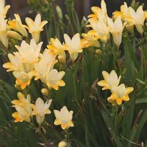 Freesia caryophyllacea Seeds - Indigenous South African Native Perennial Bulb - Flat Ship Rate