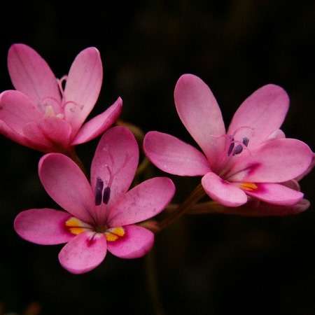 3 Freesia verrucosa Seeds - Indigenous South African Endemic Perennial Bulb Seeds from Africa