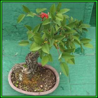 Erythrina crista-galli - 5 Seed Pack - Brazilian Cockspur Coral Bonsai - Exotic NEW