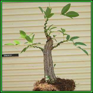 Erythrina crista-galli - 10 Seed Pack - Brazilian Cockspur Coral Bonsai - Exotic NEW
