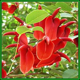 Erythrina crista-galli - 5 Seed Pack - Brazilian Cockspur Coral Tree - Exotic NEW