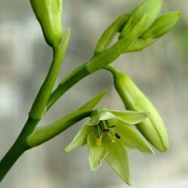 Galtonia viridiflora Seeds - Indigenous South African Perennial Bulb Seeds from Africa