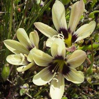 10 Geissorhiza barkerae Seeds - Indigenous South African Native Perennial Bulb Seeds from Africa