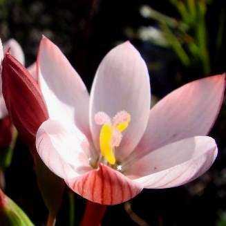 Geissorhiza ovata Seeds - Indigenous South African Native Perennial Bulb Seeds from Africa