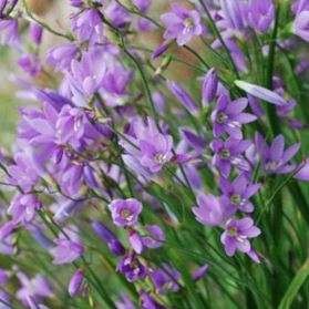 Geissorhiza pseudinaequalis Seeds - Indigenous South African Endemic Perennial Bulb