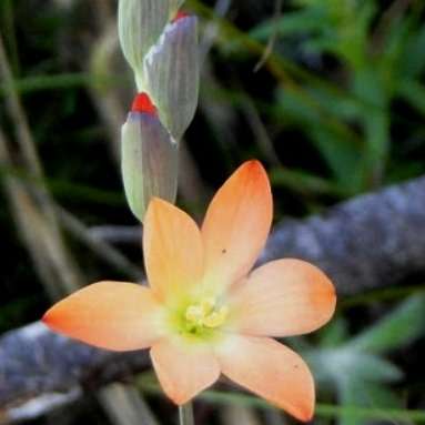 Gladiolus brevitubus Seeds - Indigenous South African Bulb Perennial -Insured Flat Ship Rate