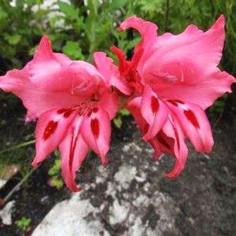 Gladiolus crispulatus Seeds - Rare Indigenous South African Native Perennial Bulb Seeds from Africa