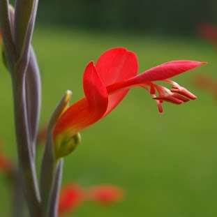 Gladiolus cunonius Seeds - Indigenous South African Native Perennial Bulb Seeds from Africa