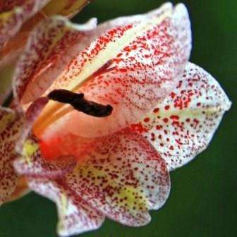 5 Gladiolus densiflorus Seeds - Indigenous South African Native Bulb Seeds from Africa