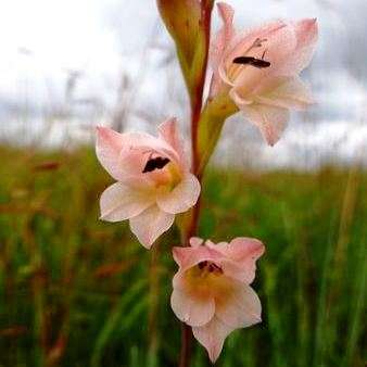 Gladiolus exiguus Seeds - Indigenous South African Native Perennial Bulb Seeds from Africa