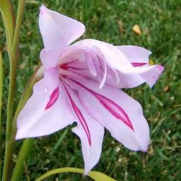 10 Gladiolus geardii Seeds - Rare Indigenous South African Native Perennial Bulb Seeds from Africa