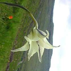 10 Gladiolus longicollis Seeds - Indigenous South African Native Perennial Bulb Seeds from Africa