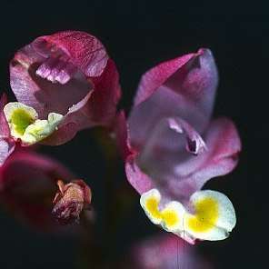 10 Gladiolus mostertiae Seeds - Indigenous South African Native Perennial Bulb Seeds from Africa
