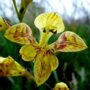 10 Gladiolus pardalinus Seeds Rare Indigenous South African Native Perennial Bulb Seeds from Africa