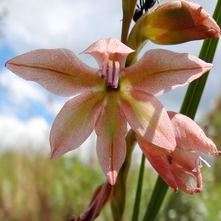 10 Gladiolus pole-evansii Seeds Rare Indigenous South African Perennial Bulb Seeds from Africa