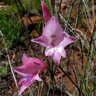 Gladiolus pretoriensis Seeds - Indigenous South African Native Perennial Bulb Seeds from Africa