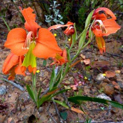 10 Gladiolus pulcherrimus Seeds - Indigenous South African Native Perennial Bulb Seeds from Africa