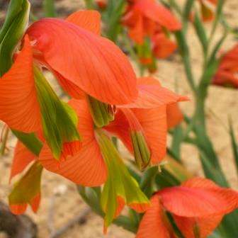20 Gladiolus pulcherrimus Seeds - Indigenous South African Native Perennial Bulb Seeds from Africa