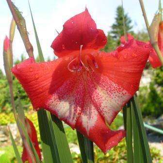 10 Gladiolus saundersii Seeds - Indigenous South African Native Perennial Bulb Seeds from Africa