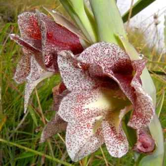 10 Gladiolus sericeovillosus Seeds - Indigenous South African Perennial Bulb Seeds from Africa