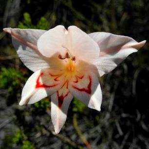 5 Gladiolus vigilans Seeds - Indigenous South African Native Perennial Bulb Seeds from Africa