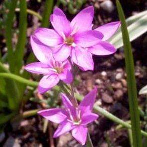 Hesperantha baurii Seeds - Indigenous South African Perennial Bulb Seeds From Africa