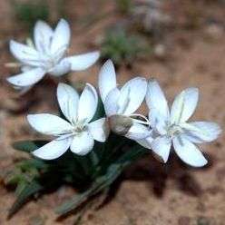 Hesperantha hantamensis Seeds - Rare Indigenous South African Perennial Bulb Seeds From Africa