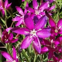 10 Hesperantha oligantha Seeds - Rare Indigenous South African Perennial Bulb Seeds From Africa