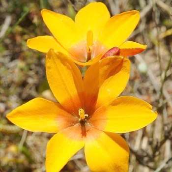 5 Ixia curta Seeds - Indigenous South African Endemic Perennial Bulb Seeds From Africa