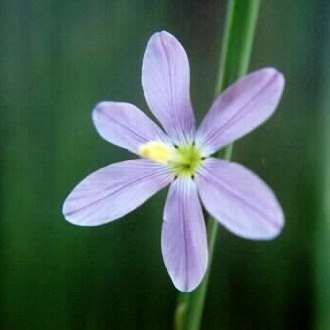 10 Ixia marginifolia Seeds - Indigenous South African Endemic Perennial Bulb Seeds From Africa